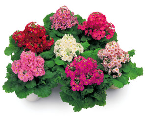 Primula Prima Mix