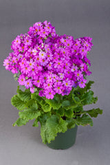 Primula Prima Lilac