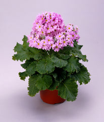 Primula Prima Pink
