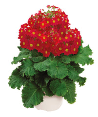 Primula Prima Red