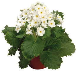Primula Prima White