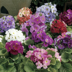 Primula Libre Mixture