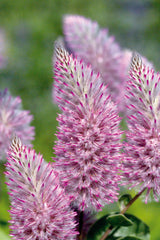 Ptilotus Joey