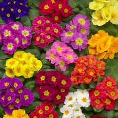Primula Danova Mix