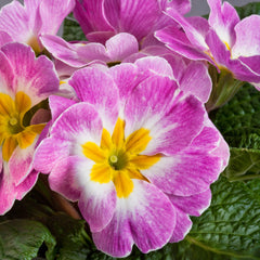 Primula Danova Appleblossom Bicolor
