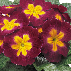 Primula Danova Burgundy
