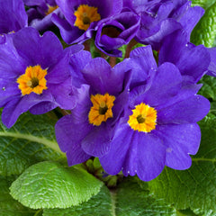 Primula Danova Blue