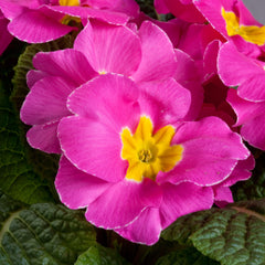 Primula Danova Pink