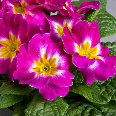 Primula Danova Purple