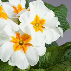 Primula Danova White