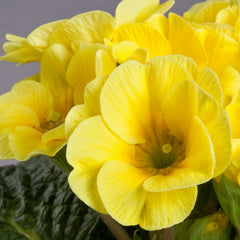 Primula Danova Lemon Yellow