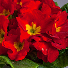 Primula Danova Red