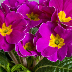 Primula Danova Light Violet