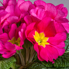 Primula Danova Rose