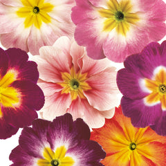Primula Danova Bicolor Mix