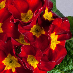 Primula Danova Velvet Red