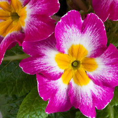 Primula Danova Wine Bicolor
