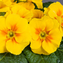 Primula Danova Yellow w/Eye