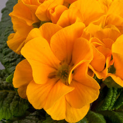 Primula Danova Orange Yellow