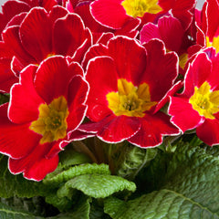 Primula Danova Cherry Edge