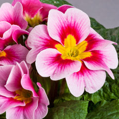 Primula Danova Pink Bicolor
