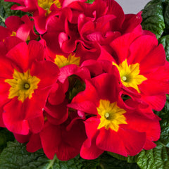 Primula Danova Rose Shades