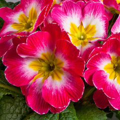 Primula Danova Rose White Bicolor