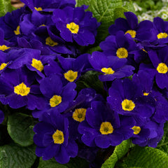 Primula Danessa Blue