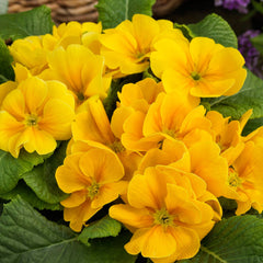 Primula Danessa Golden Shades