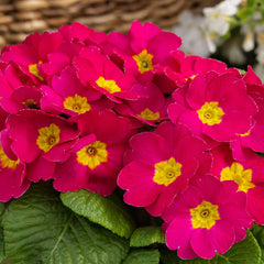Primula Danessa Pink Shades