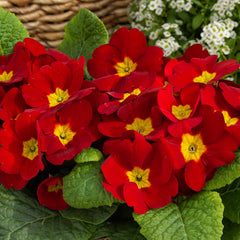 Primula Danessa Scarlet