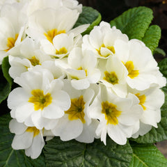 Primula Danessa White