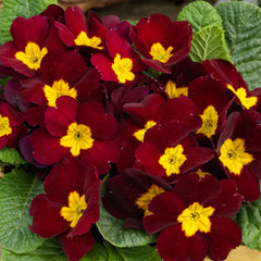 Primula Danessa Burgundy