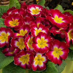 Primula Danessa Rose Bi-Color