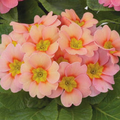 Primula Danessa Apricot w/ Rose Eye