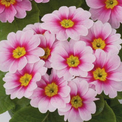 Primula Danessa Pink w/ Rose Eye