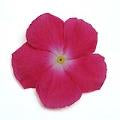 Vinca Mediterranean XP Rose Halo