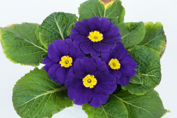 Primula Princessa Blue