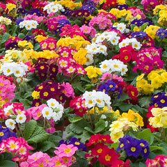 Primula SuperNova Mix