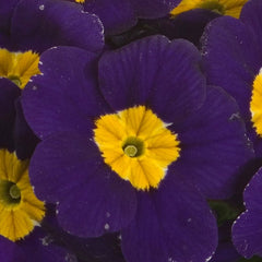 Primula SuperNova Blue
