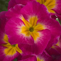 Primula SuperNova Purple Bicolor