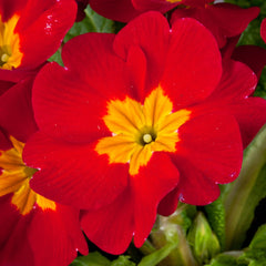 Primula SuperNova Red