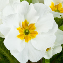 Primula SuperNova White
