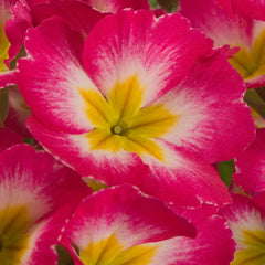Primula SuperNova Rose Bicolor