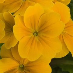 Primula SuperNova Golden Yellow
