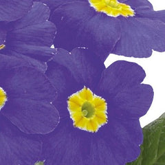 Primula SuperNova  Sky Blue