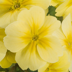 Primula SuperNova  Cream