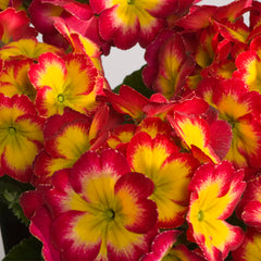 Primula SuperNova  Fire