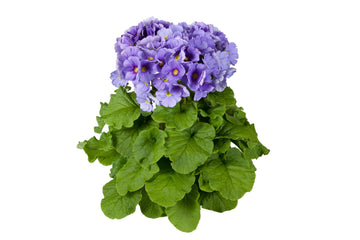 Primula Touch Me Large Blue