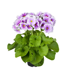 Primula Touch Me Large Blue White